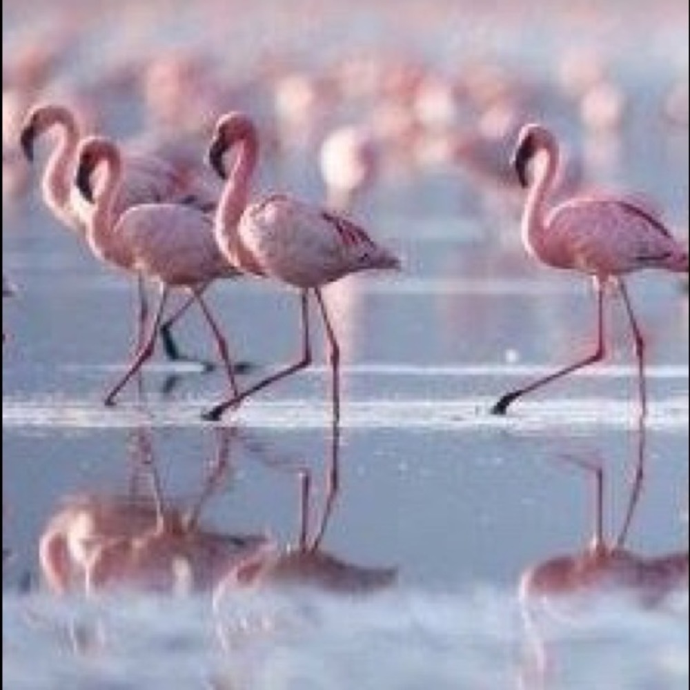 Meet your Posher, Augustina